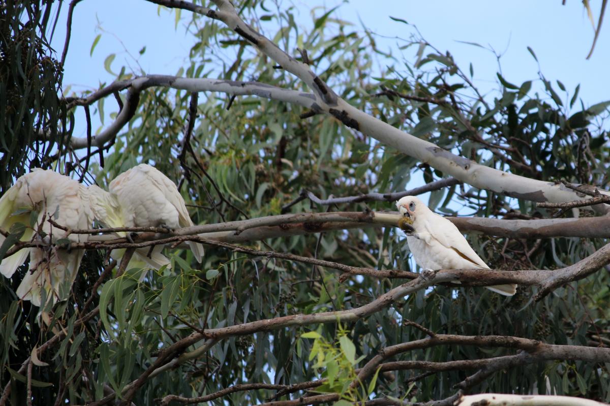 Little corella (Cacatua sanguinea)