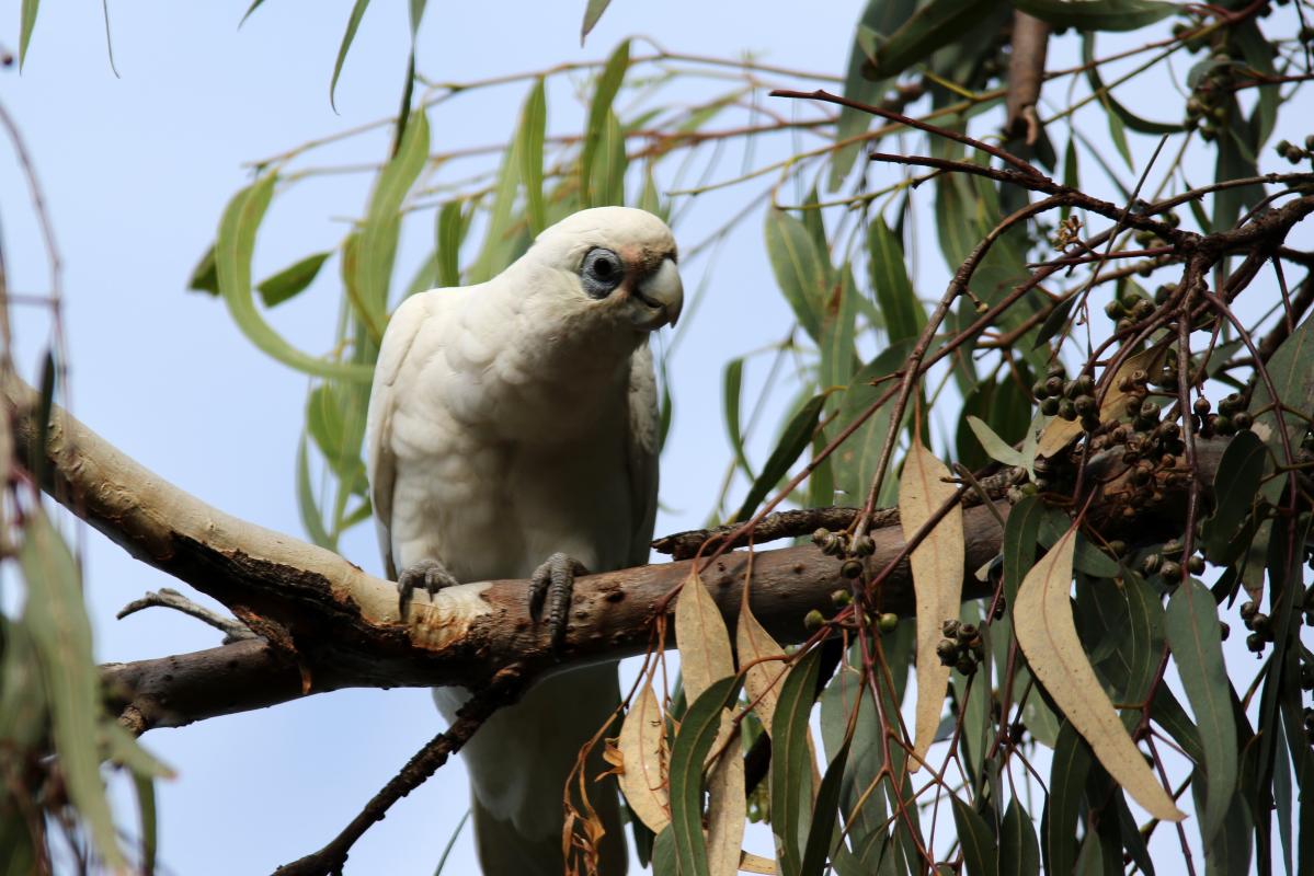 Little corella (Cacatua sanguinea)