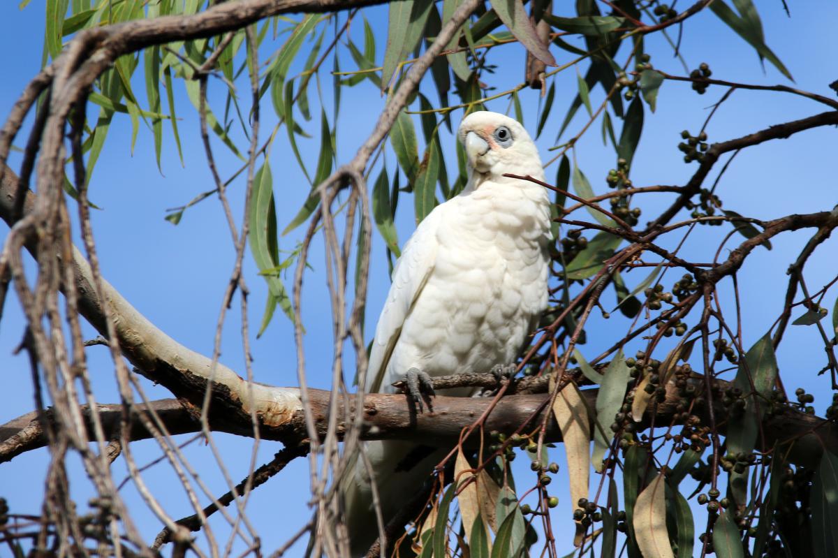 Little corella (Cacatua sanguinea)