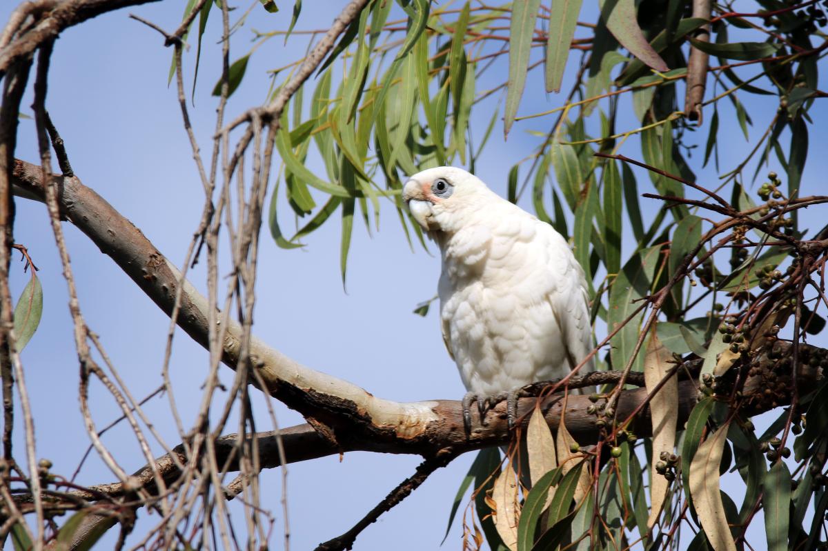 Little corella (Cacatua sanguinea)