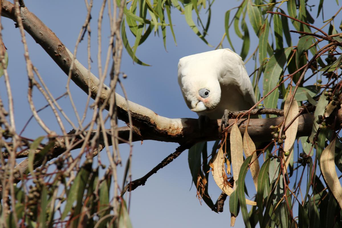 Little corella (Cacatua sanguinea)