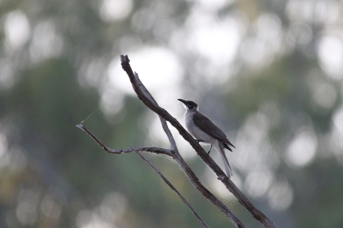 Little friarbird (Philemon citreogularis)