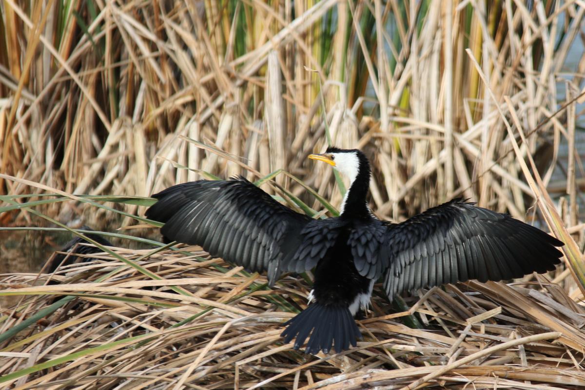 Little Pied Cormorant (Microcarbo melanoleucos)