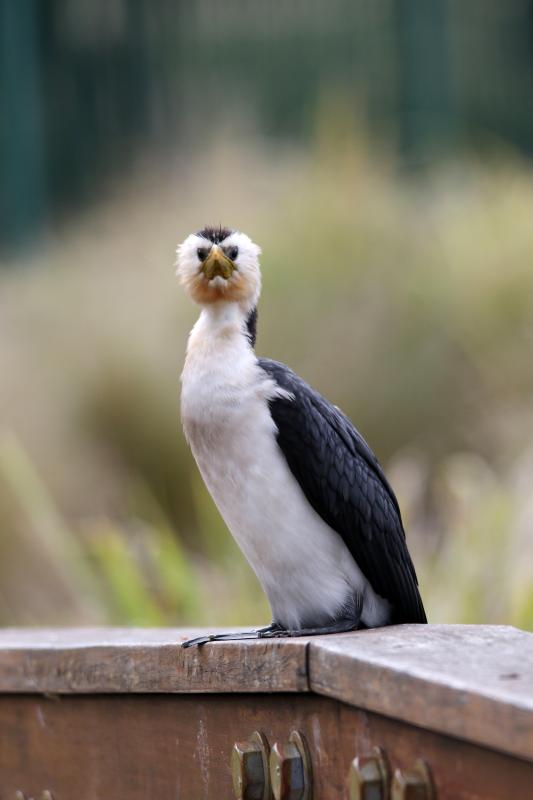 Little Pied Cormorant (Microcarbo melanoleucos)