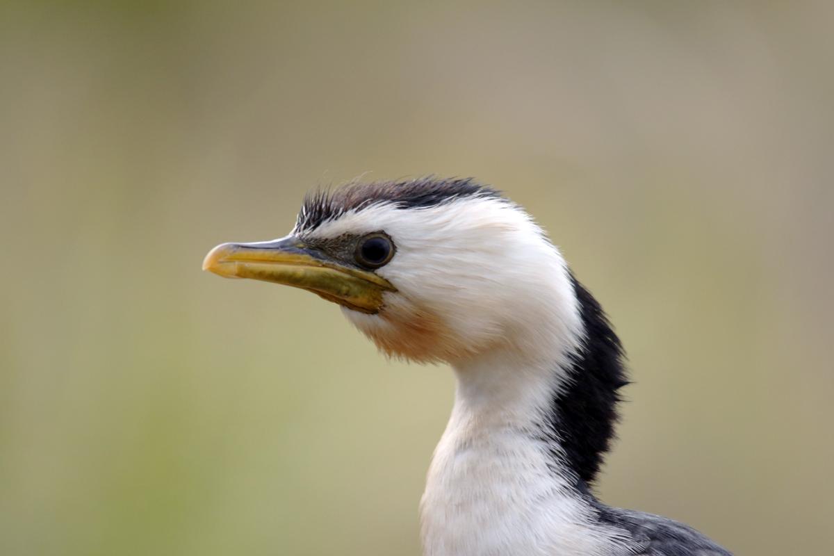 Little Pied Cormorant (Microcarbo melanoleucos)