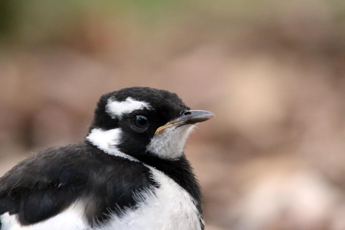 Magpie-lark (Grallina cyanoleuca)