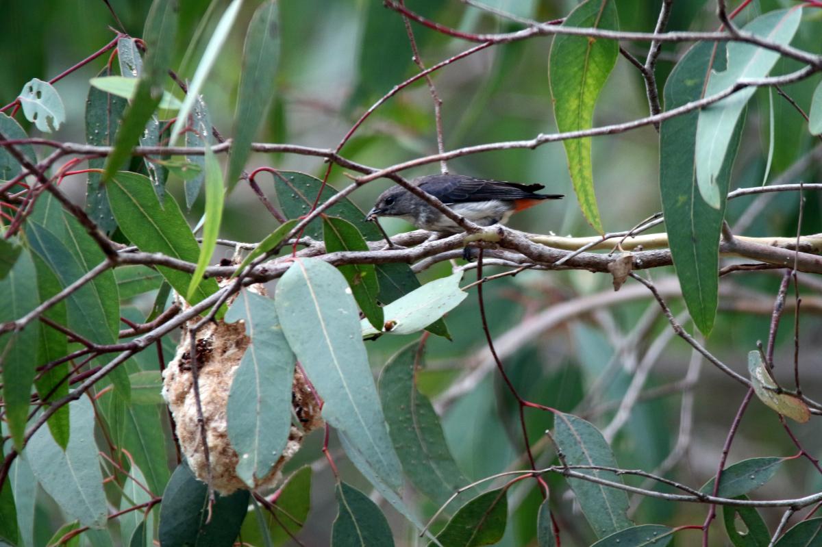 Mistletoebird (Dicaeum hirundinaceum)