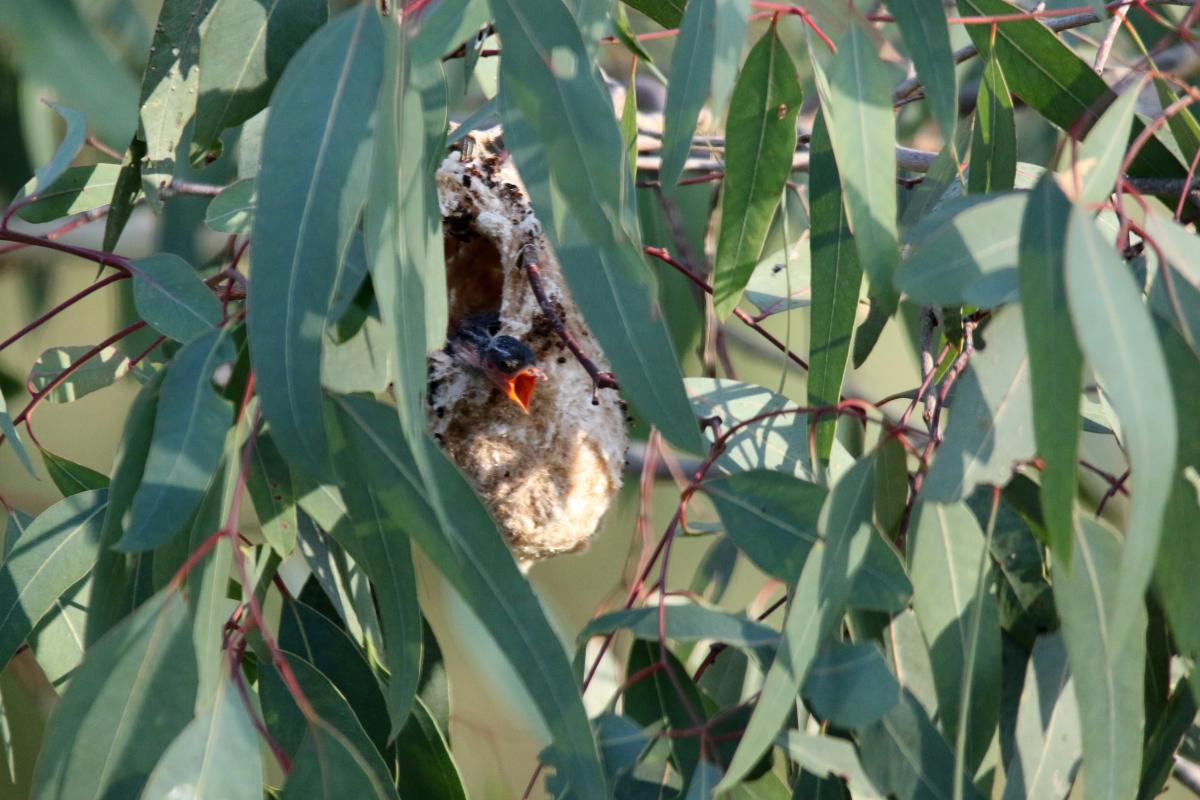 Mistletoebird (Dicaeum hirundinaceum)