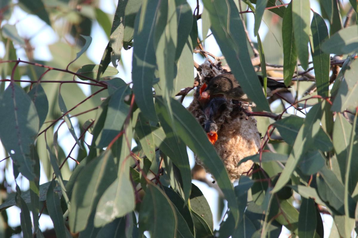 Mistletoebird (Dicaeum hirundinaceum)