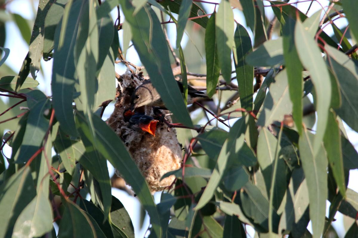 Mistletoebird (Dicaeum hirundinaceum)