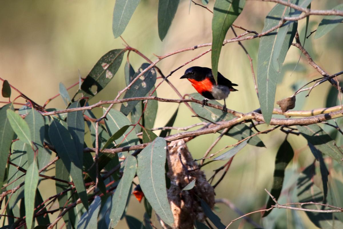 Mistletoebird (Dicaeum hirundinaceum)