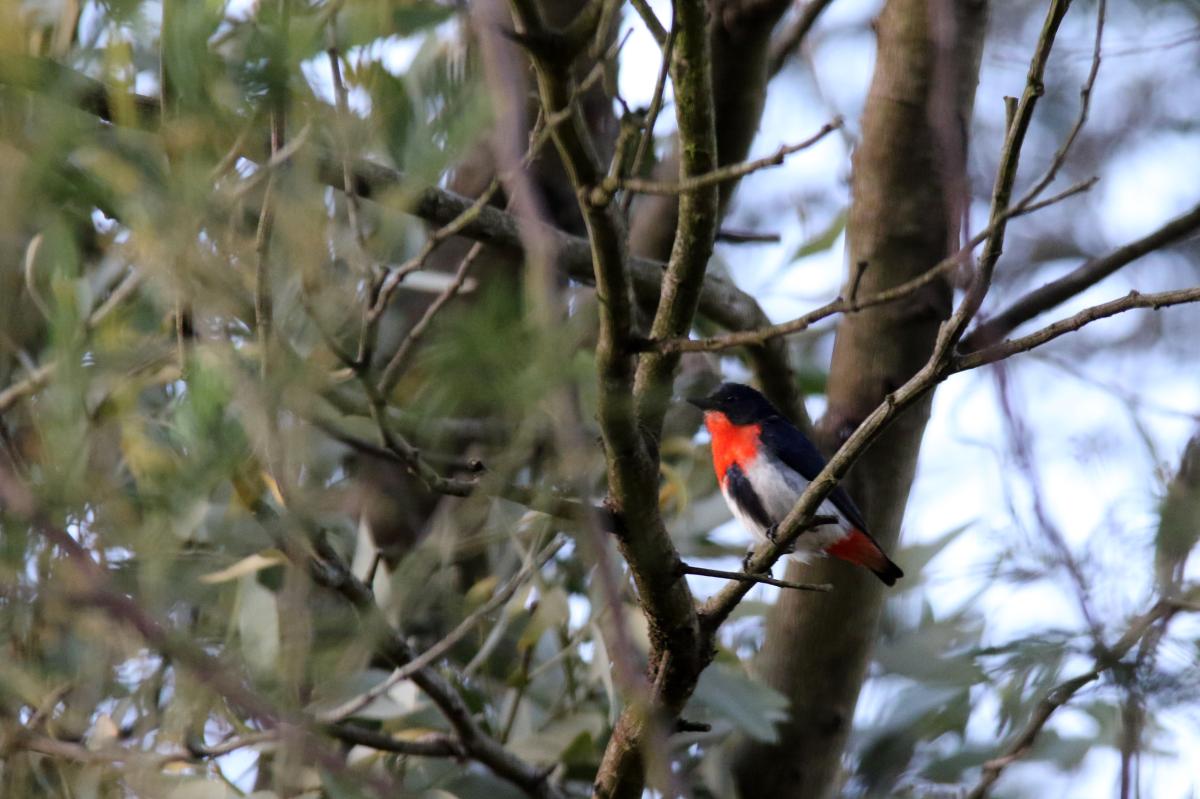 Mistletoebird (Dicaeum hirundinaceum)