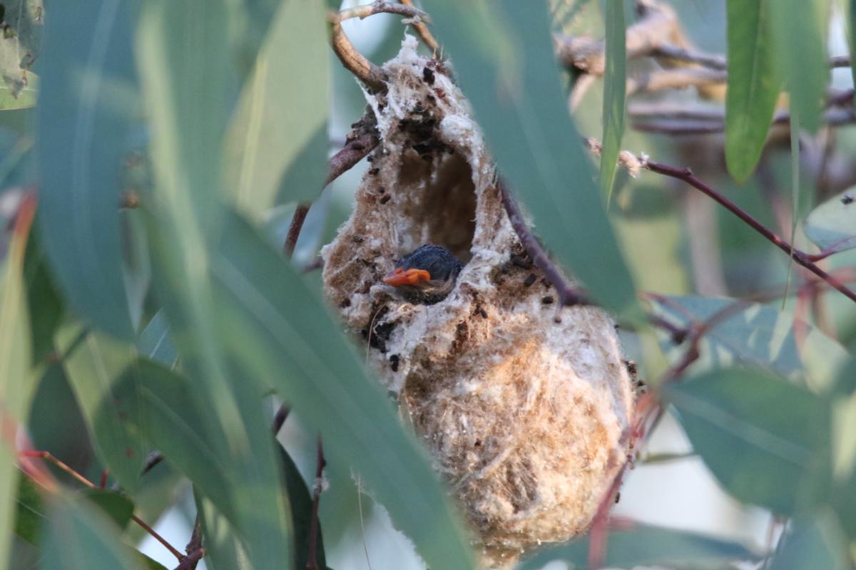 Mistletoebird (Dicaeum hirundinaceum)