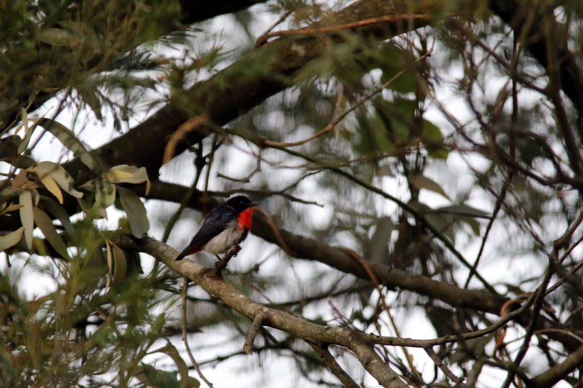 Mistletoebird (Dicaeum hirundinaceum)