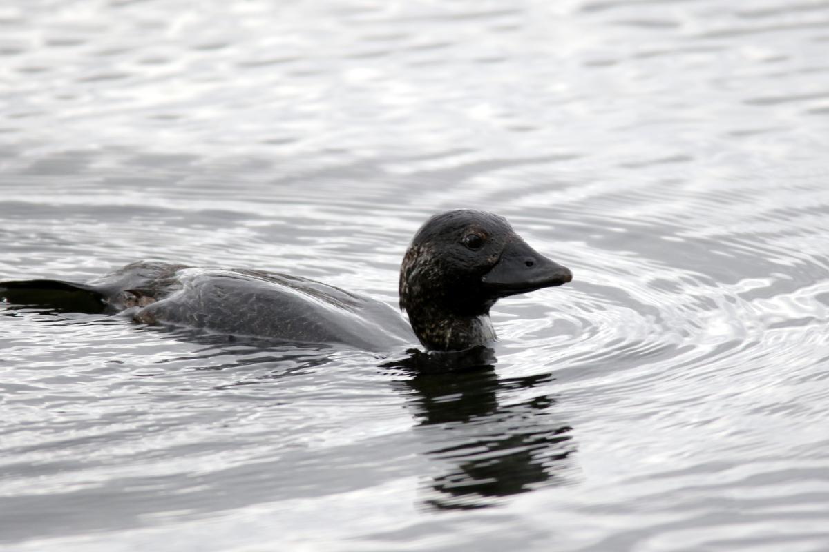 Musk Duck (Biziura lobata)