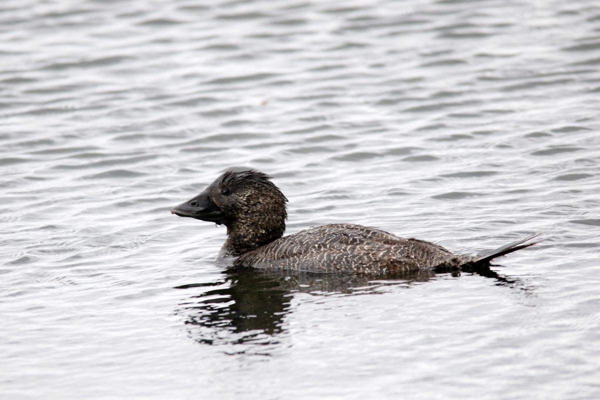 Musk Duck (Biziura lobata)