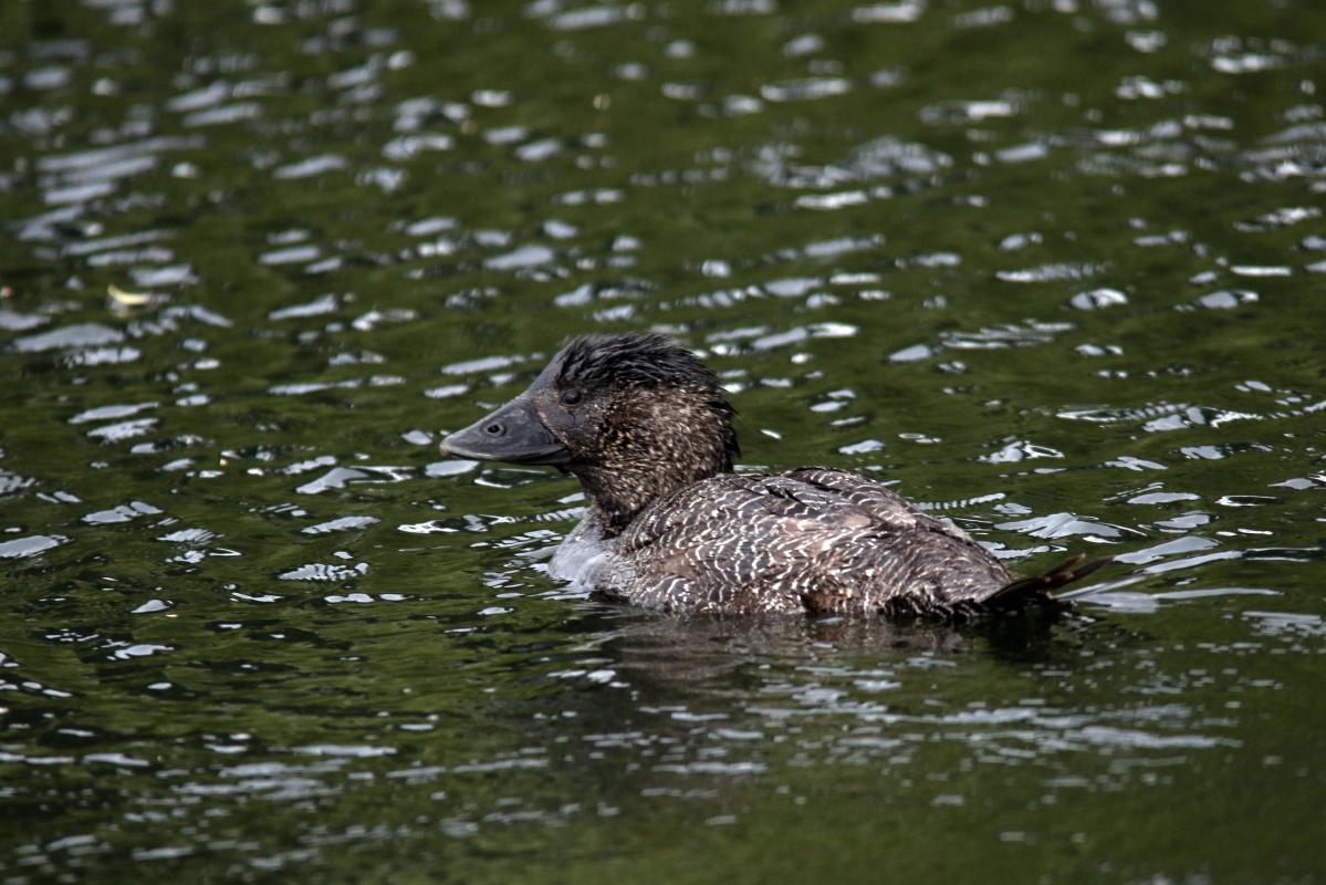 Musk Duck (Biziura lobata)