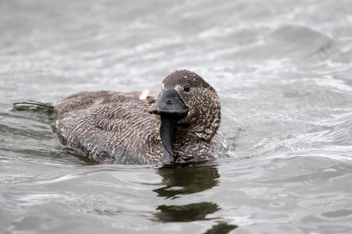 Musk Duck (Biziura lobata)