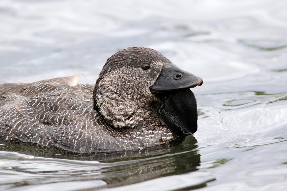 Musk Duck (Biziura lobata)