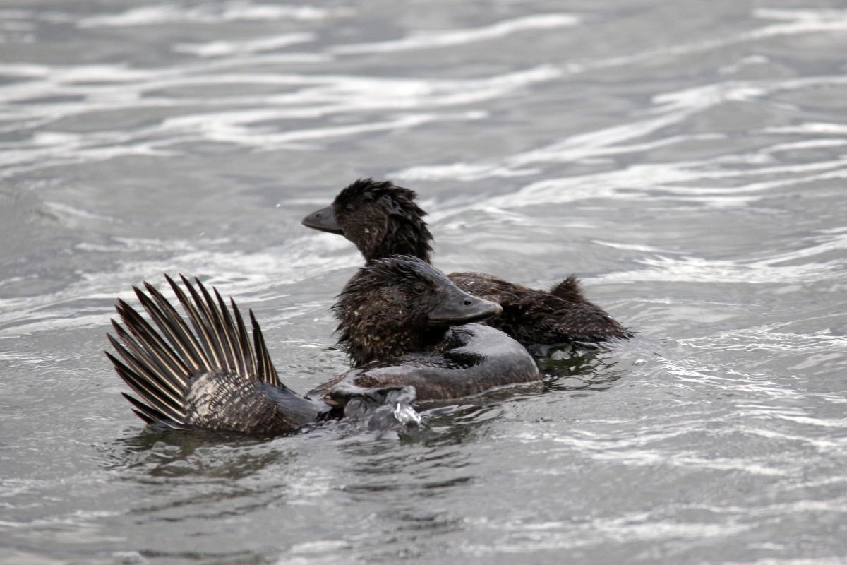 Musk Duck (Biziura lobata)