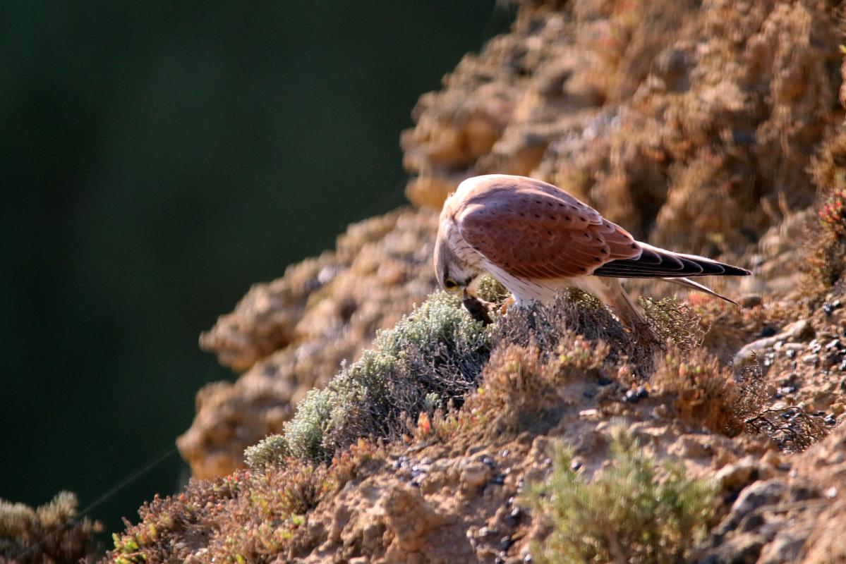 Nankeen Kestrel (Falco cenchroides)