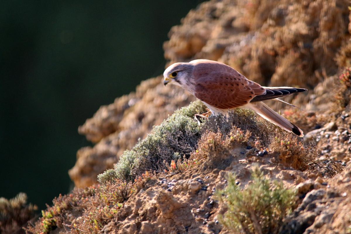 Nankeen Kestrel (Falco cenchroides)