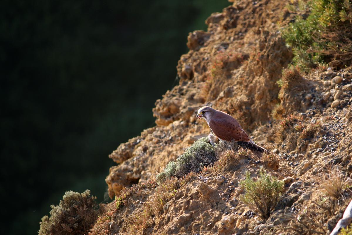 Nankeen Kestrel (Falco cenchroides)