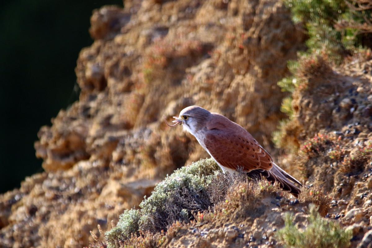 Nankeen Kestrel (Falco cenchroides)