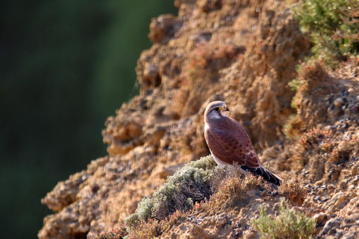 Nankeen Kestrel (Falco cenchroides)