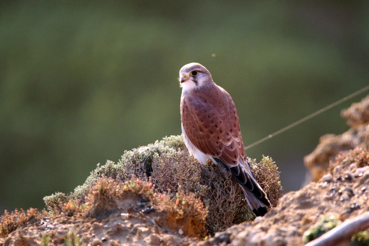 Nankeen Kestrel (Falco cenchroides)