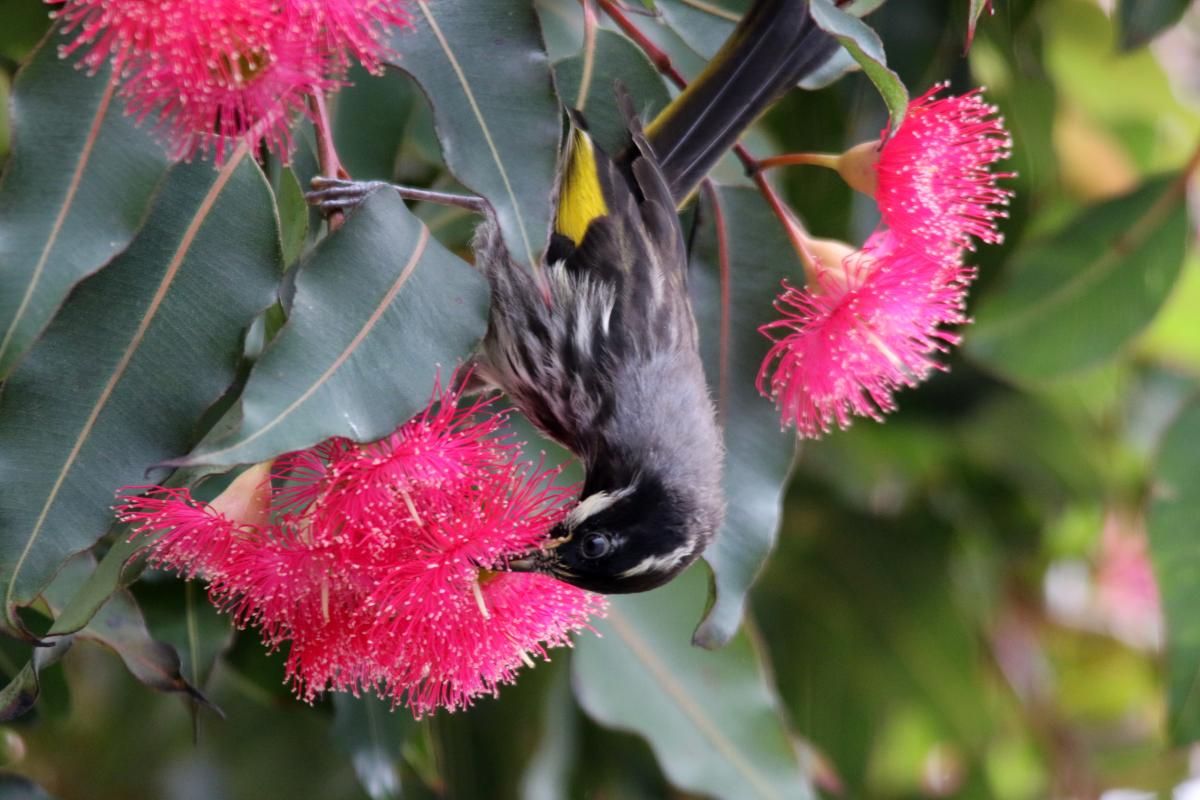 New Holland Honeyeater (Phylidonyris novaehollandiae)