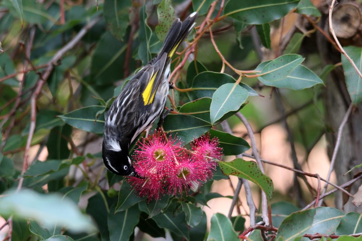 New Holland Honeyeater (Phylidonyris novaehollandiae)