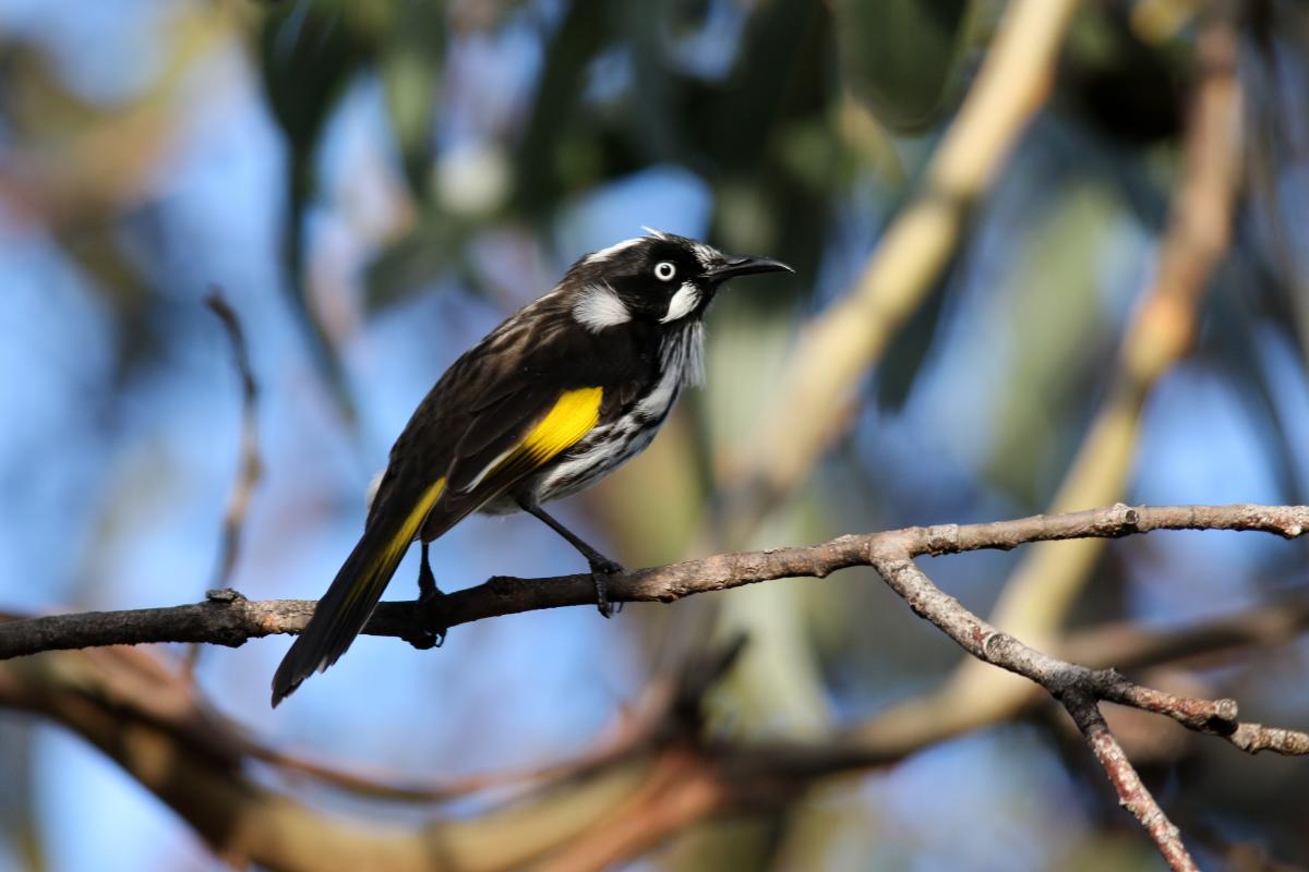 New Holland Honeyeater (Phylidonyris novaehollandiae)