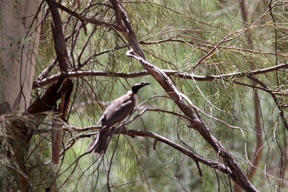 Noisy Friarbird (Philemon corniculatus)