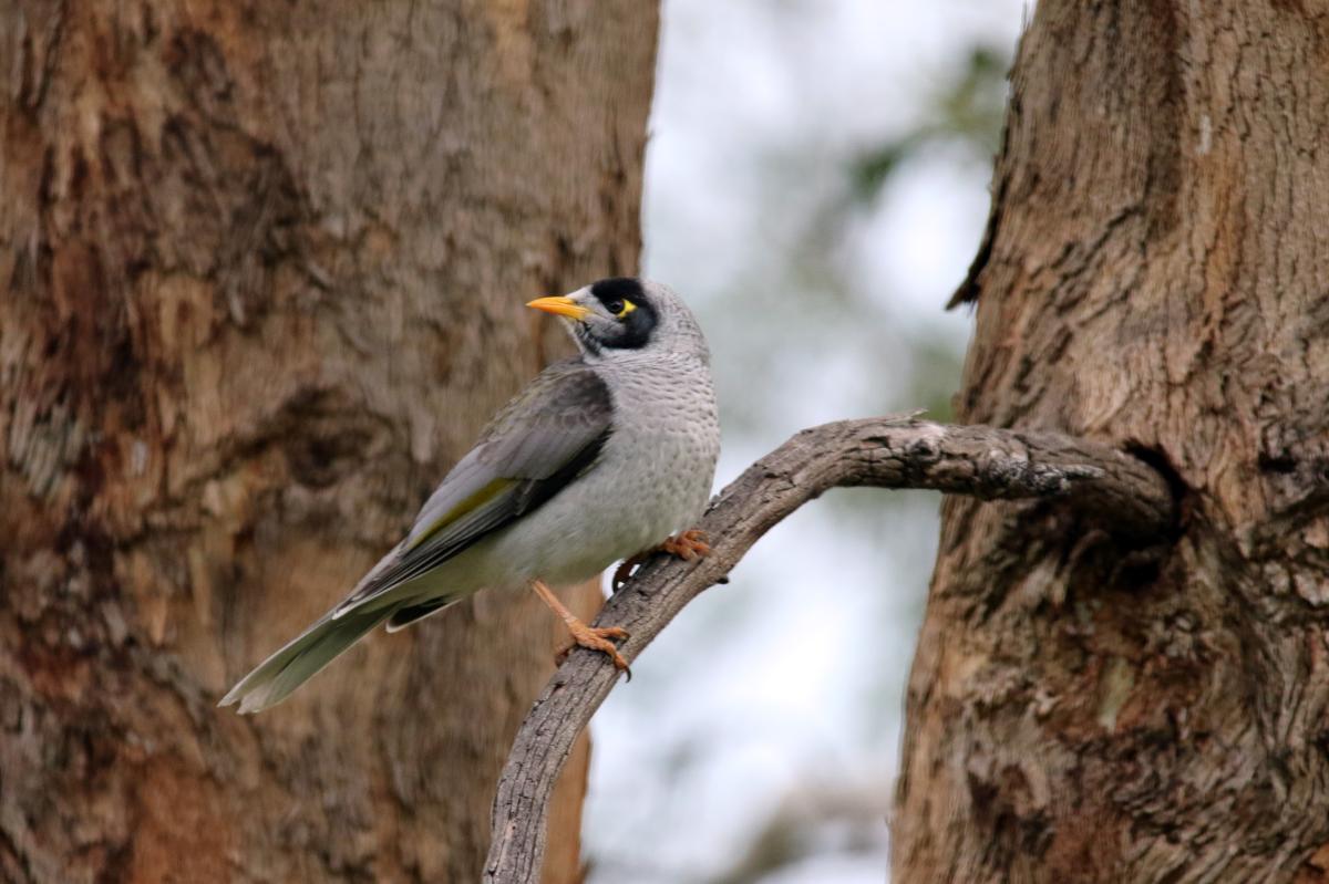 Noisy Miner (Manorina melanocephala)