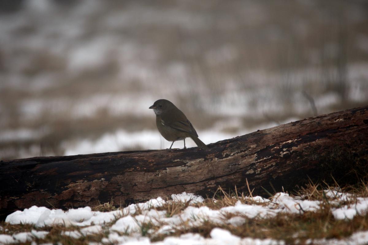 Olive whistler (Pachycephala olivacea)