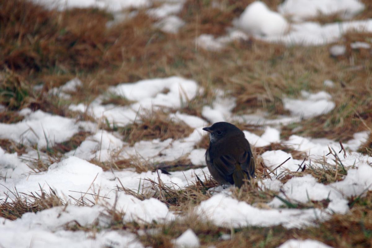 Olive whistler (Pachycephala olivacea)