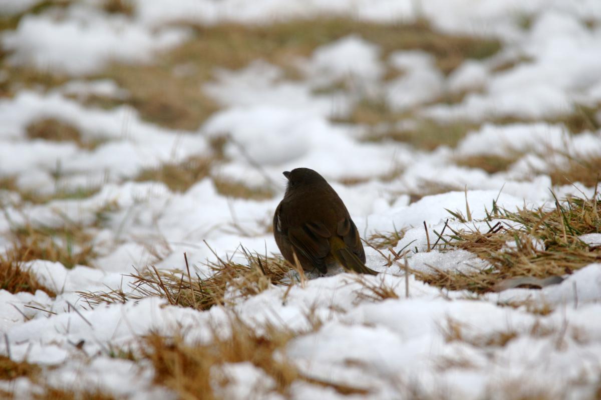 Olive whistler (Pachycephala olivacea)