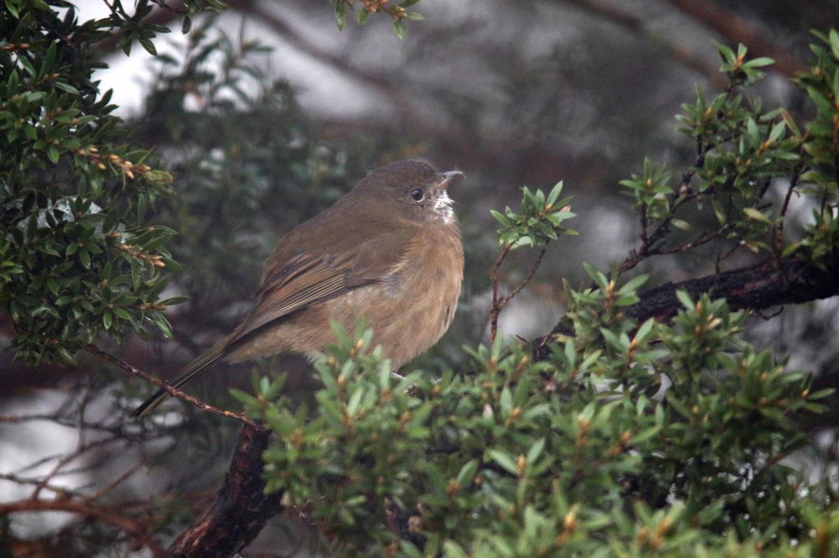 Olive whistler (Pachycephala olivacea)