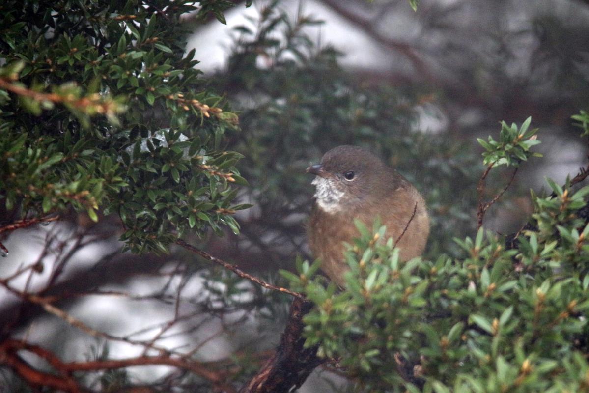 Olive whistler (Pachycephala olivacea)