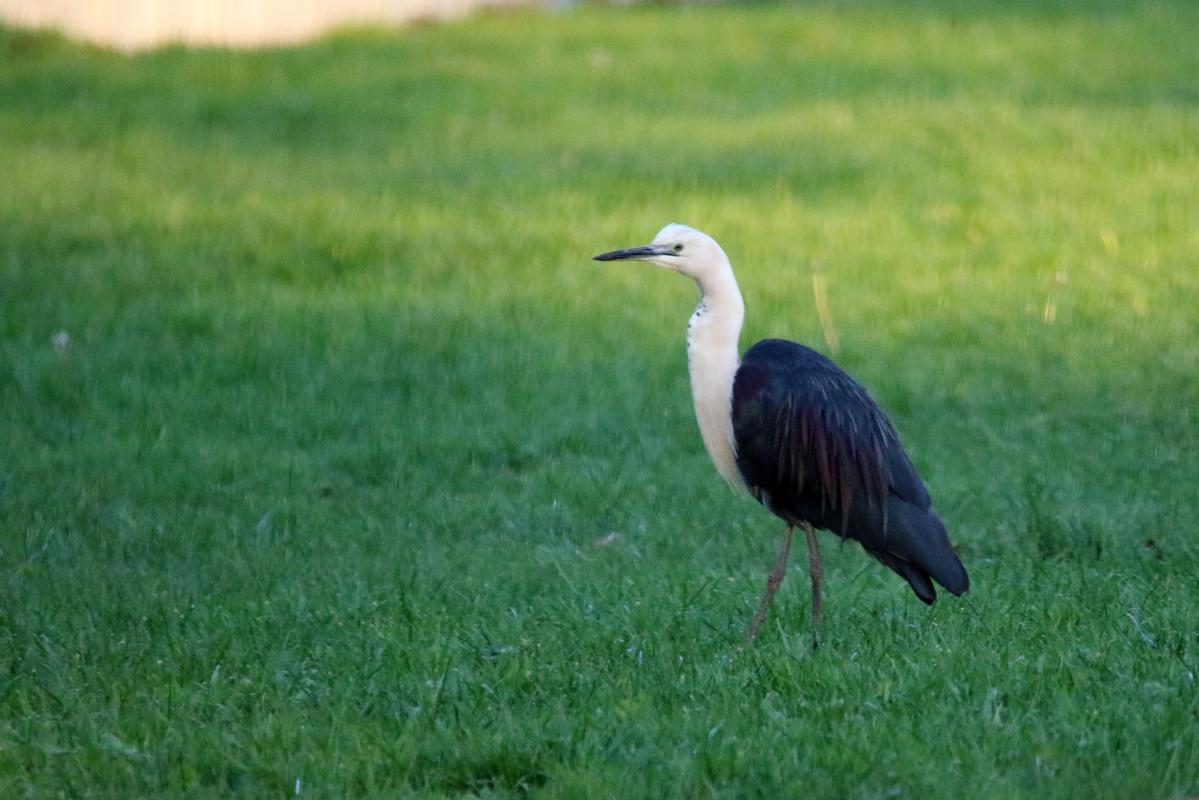 White-necked Heron (Ardea pacifica)