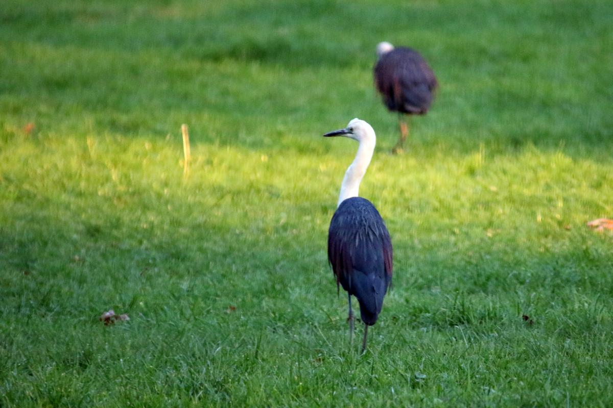 White-necked Heron (Ardea pacifica)