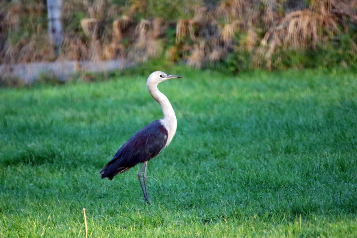 White-necked Heron (Ardea pacifica)