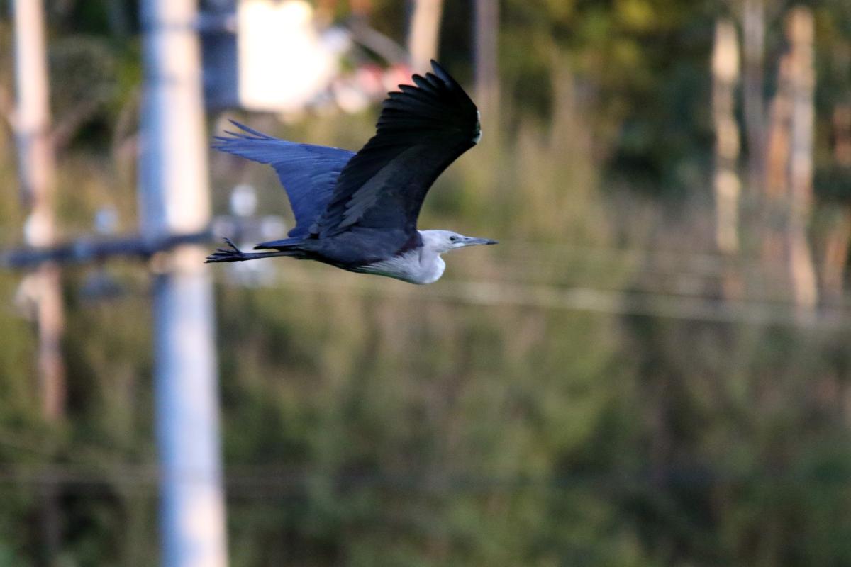 White-necked Heron (Ardea pacifica)