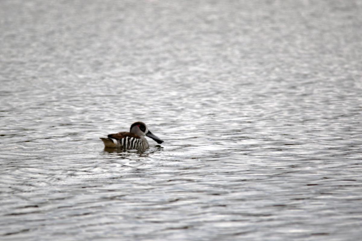 Pink-eared Duck (Malacorhynchus membranaceus)