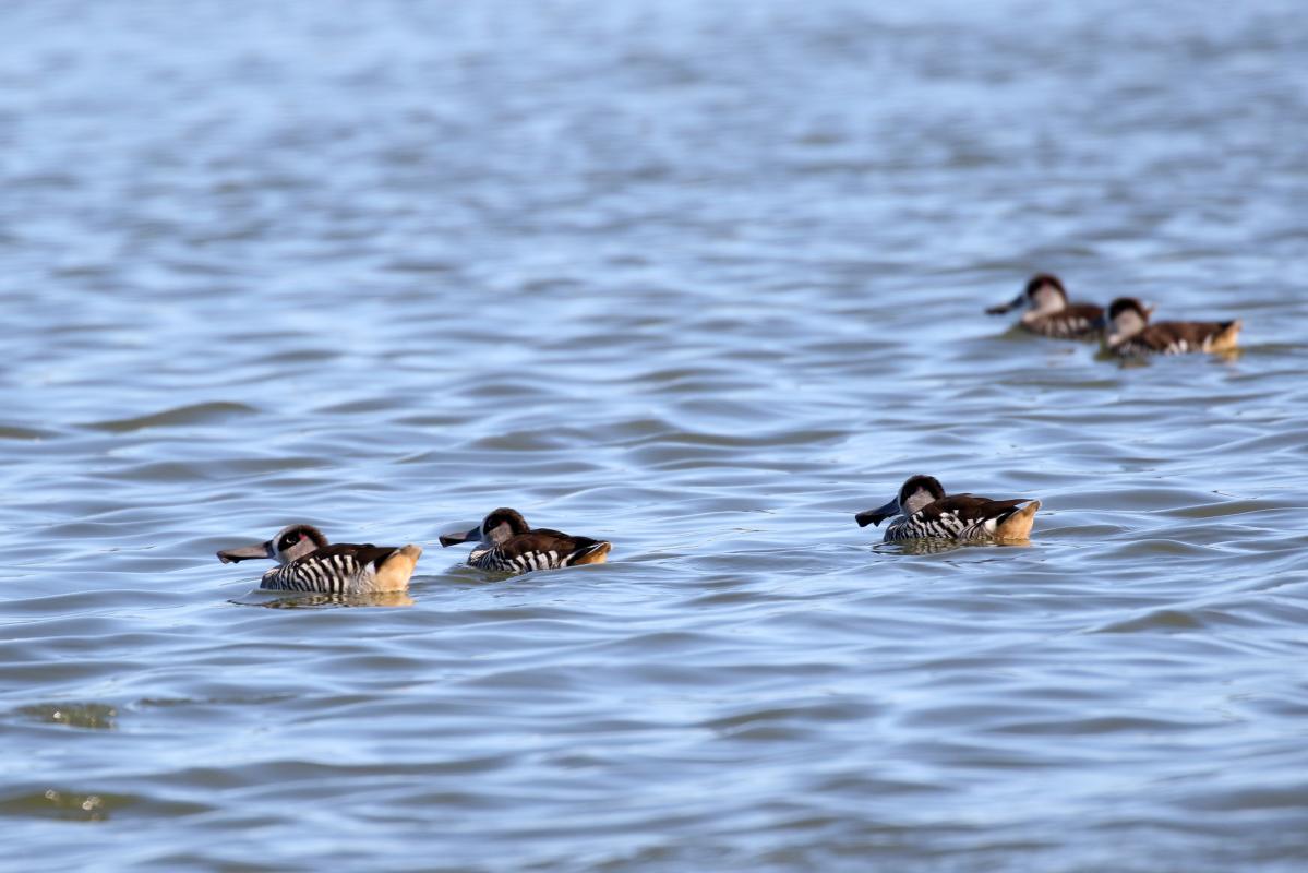 Pink-eared Duck (Malacorhynchus membranaceus)