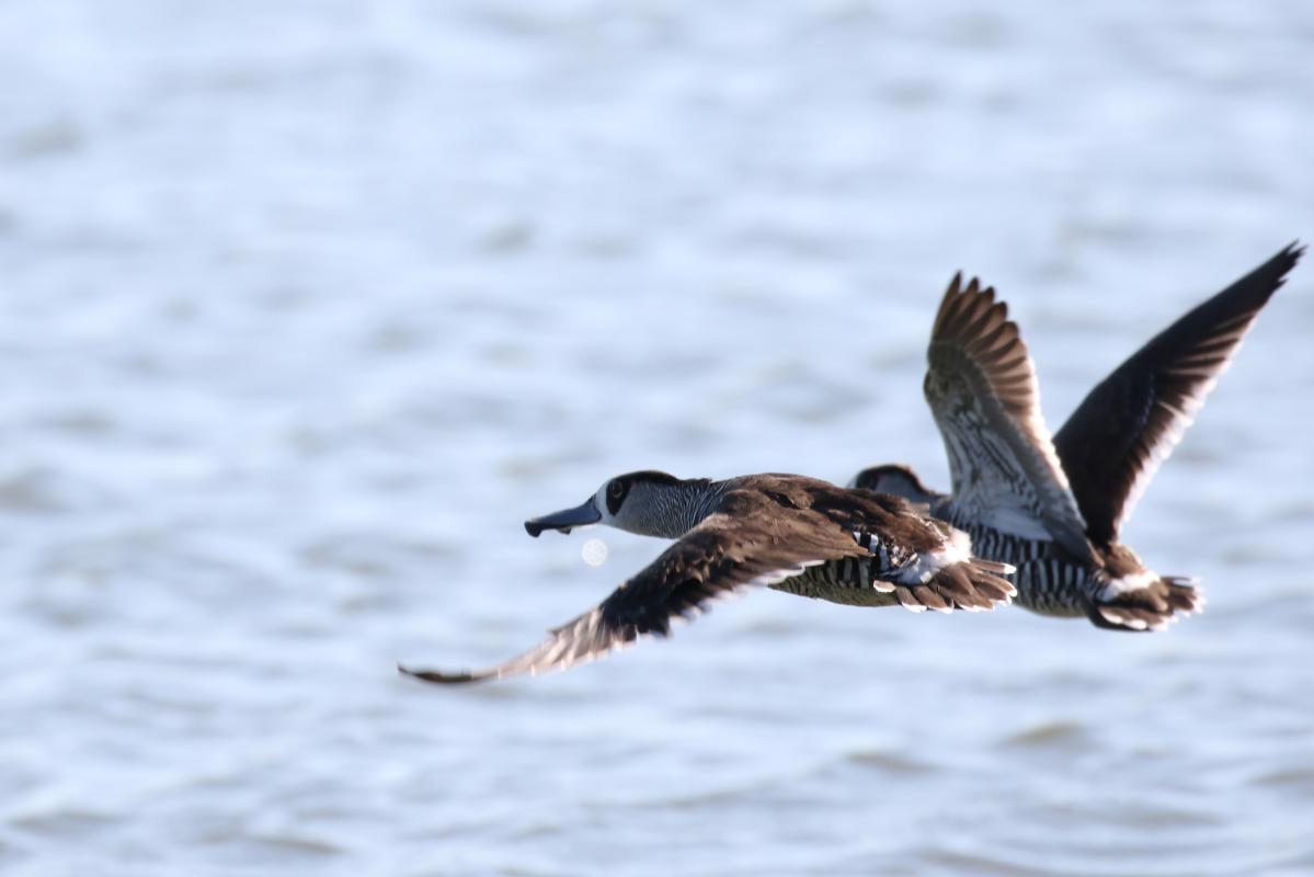 Pink-eared Duck (Malacorhynchus membranaceus)