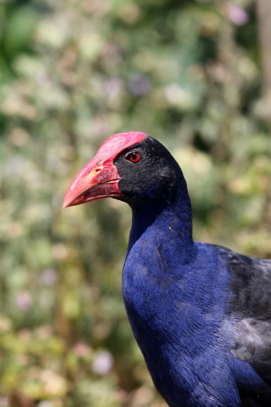 Purple Swamphen (Porphyrio porphyrio)