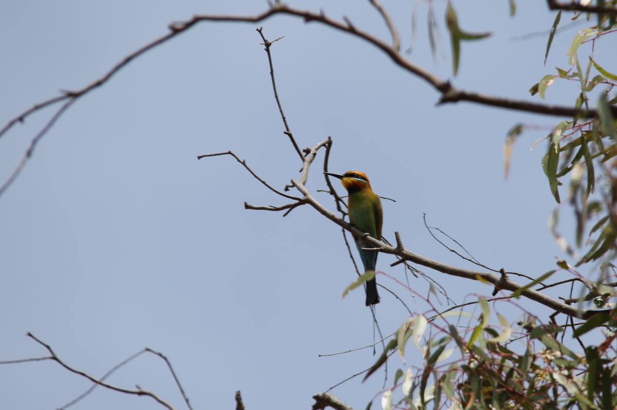 Rainbow bee-eater (Merops ornatus)