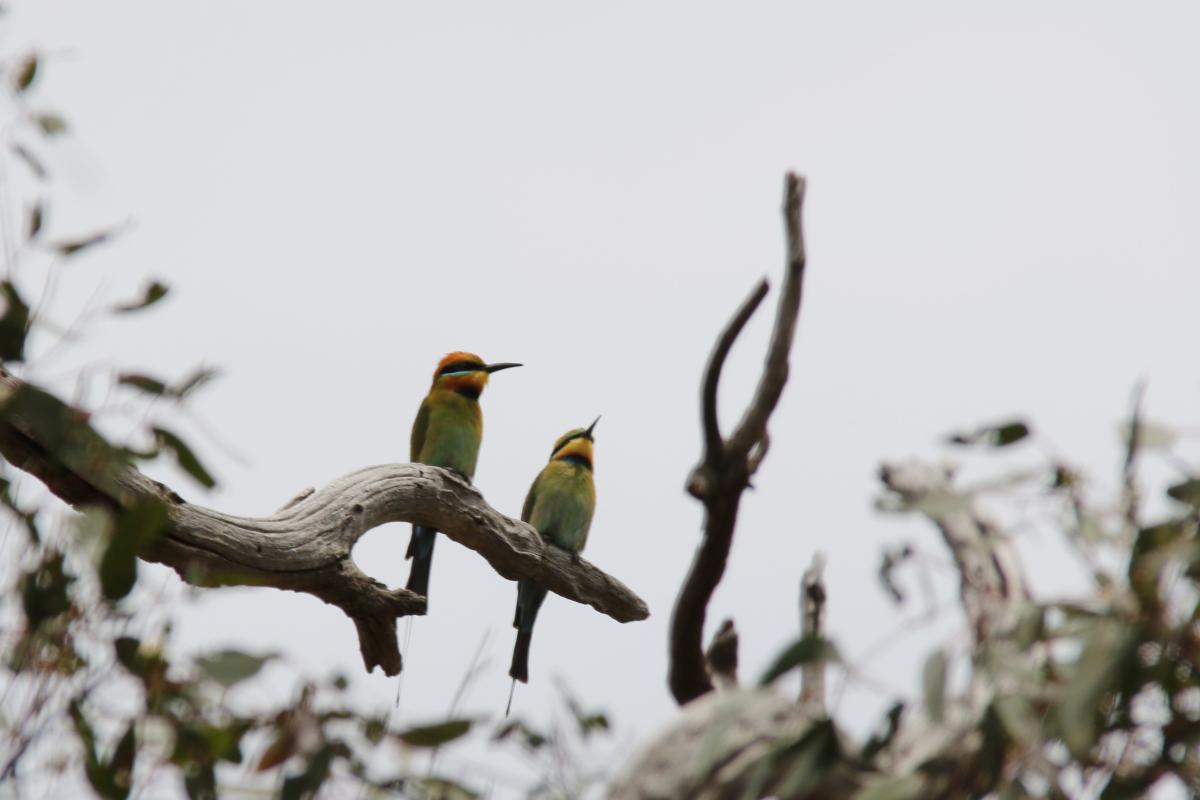 Rainbow bee-eater (Merops ornatus)